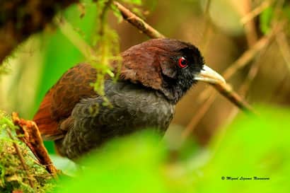 Cajamarca - Birds of Cañon of rió Chonta