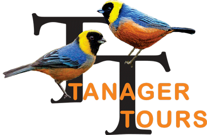 Tanager Tours