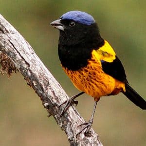 Golden-backed-Mountain-tanager-pagina-web50-min6050